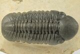 Prone Reedops Trilobite - Nice Eye Preservation #204079-2